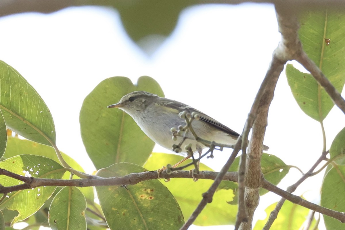 Two-barred Warbler - ML620852094