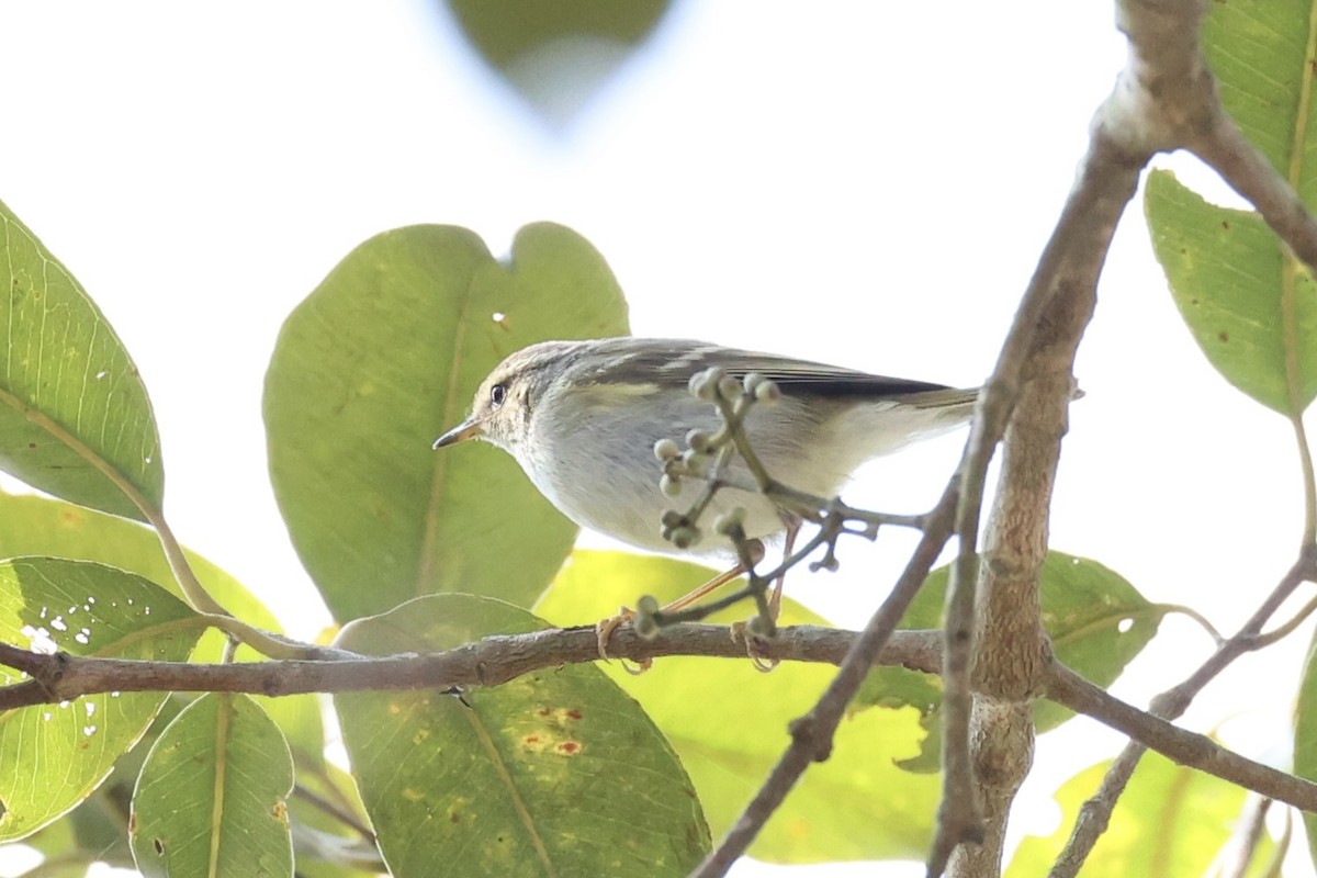 Two-barred Warbler - ML620852095