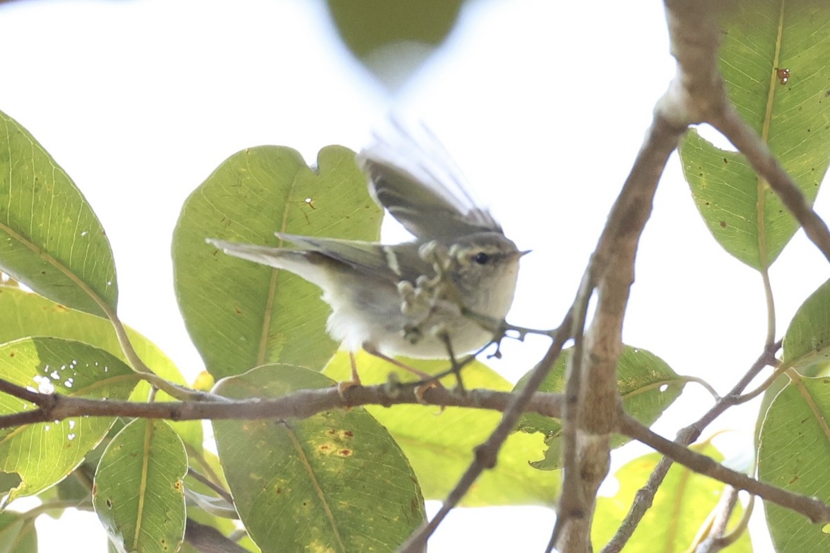 Two-barred Warbler - ML620852098