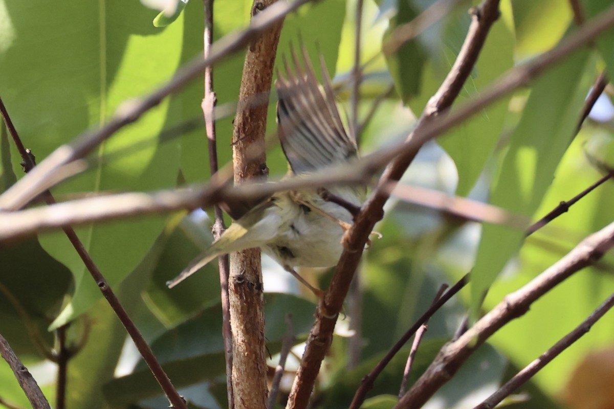 Two-barred Warbler - ML620852104