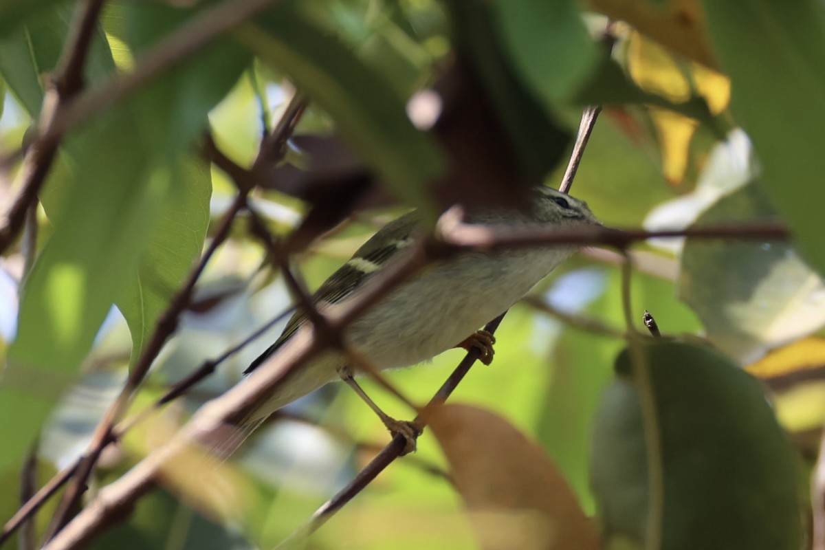Two-barred Warbler - ML620852105