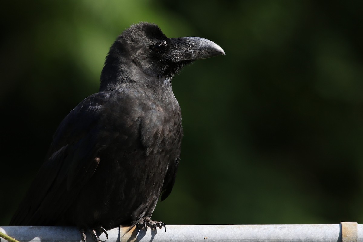 Large-billed Crow - David Bailey