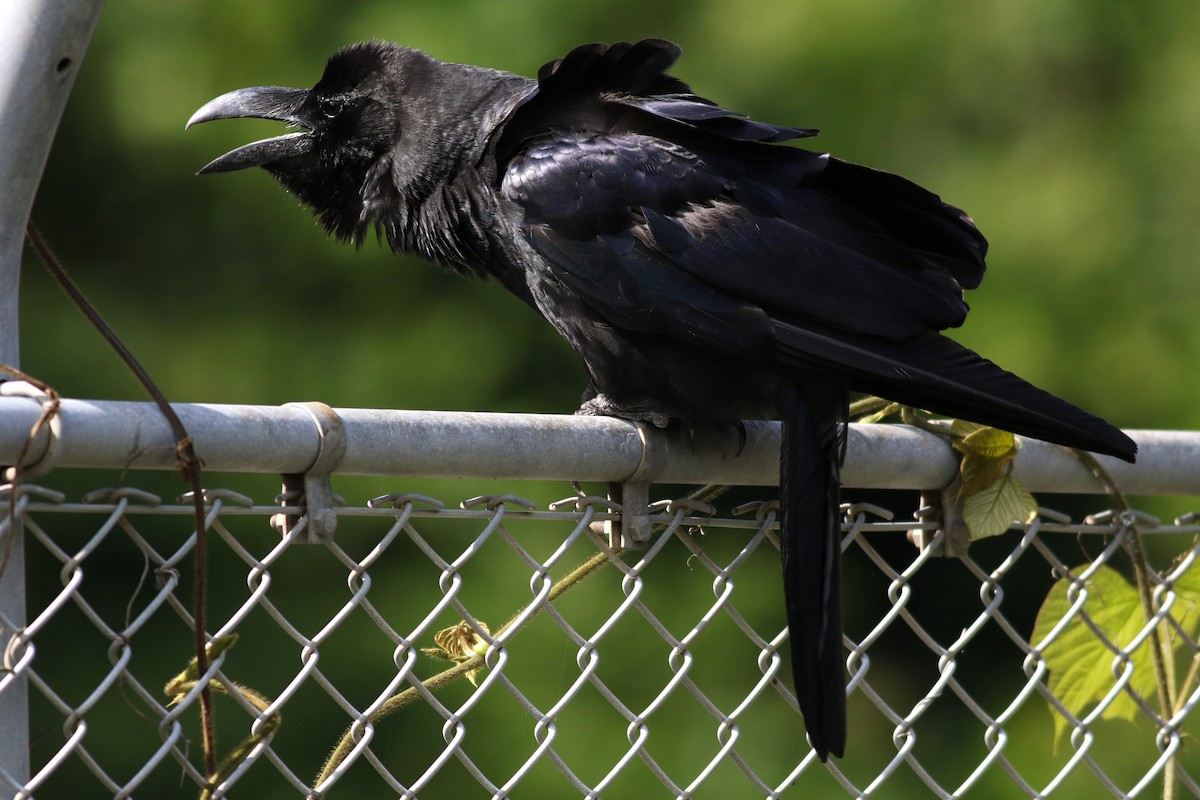 Large-billed Crow - ML620852108
