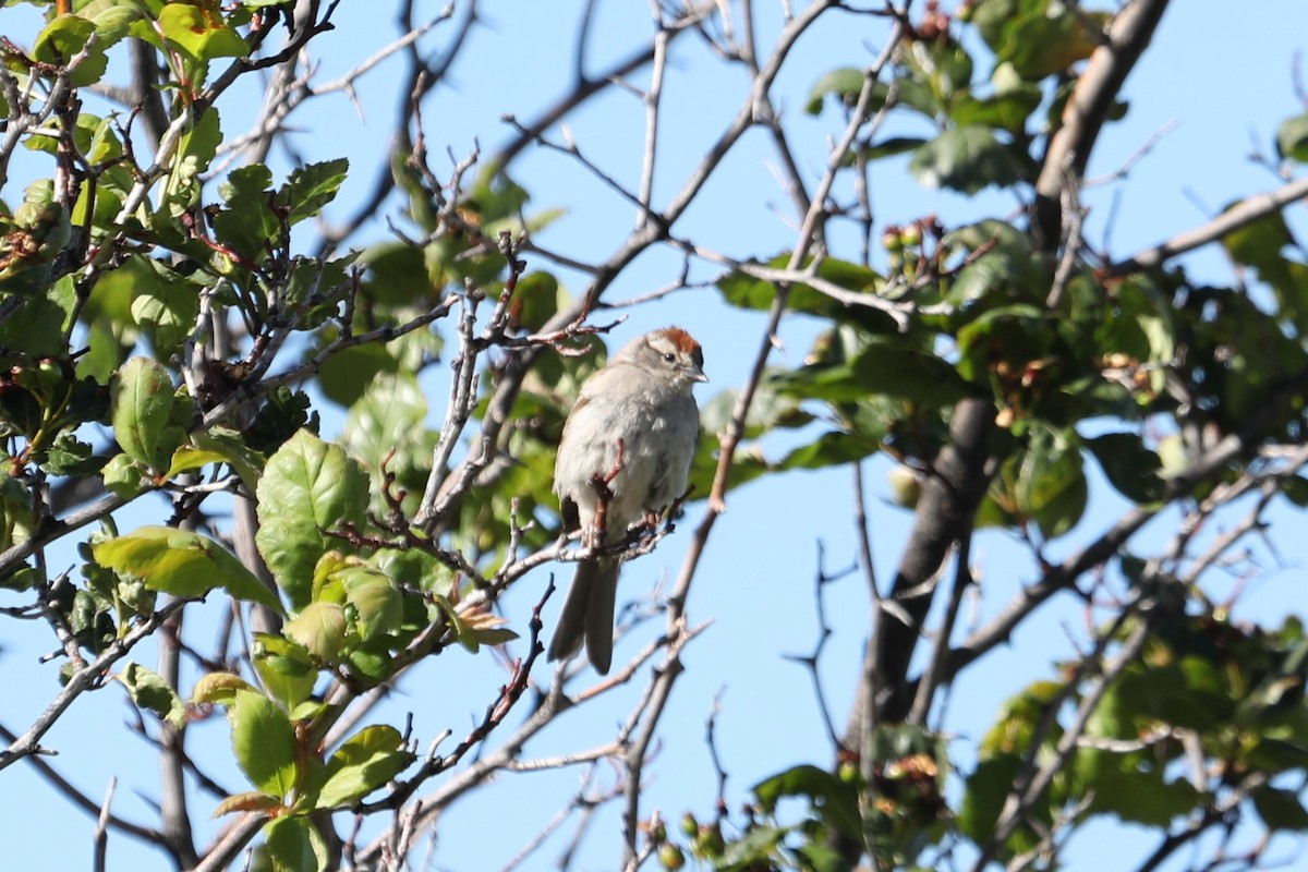 Chipping Sparrow - ML620852143