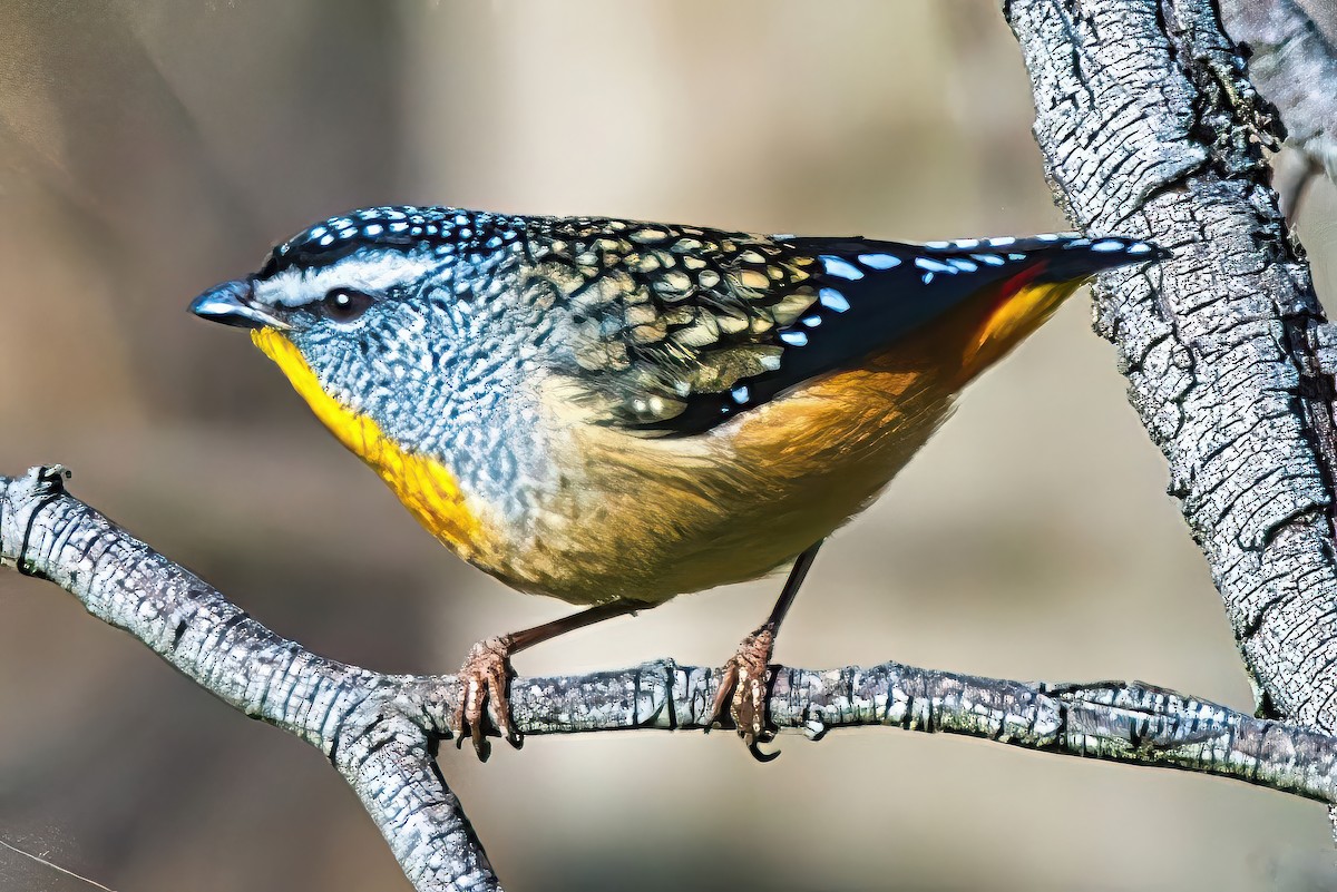 Spotted Pardalote (Spotted) - ML620852153