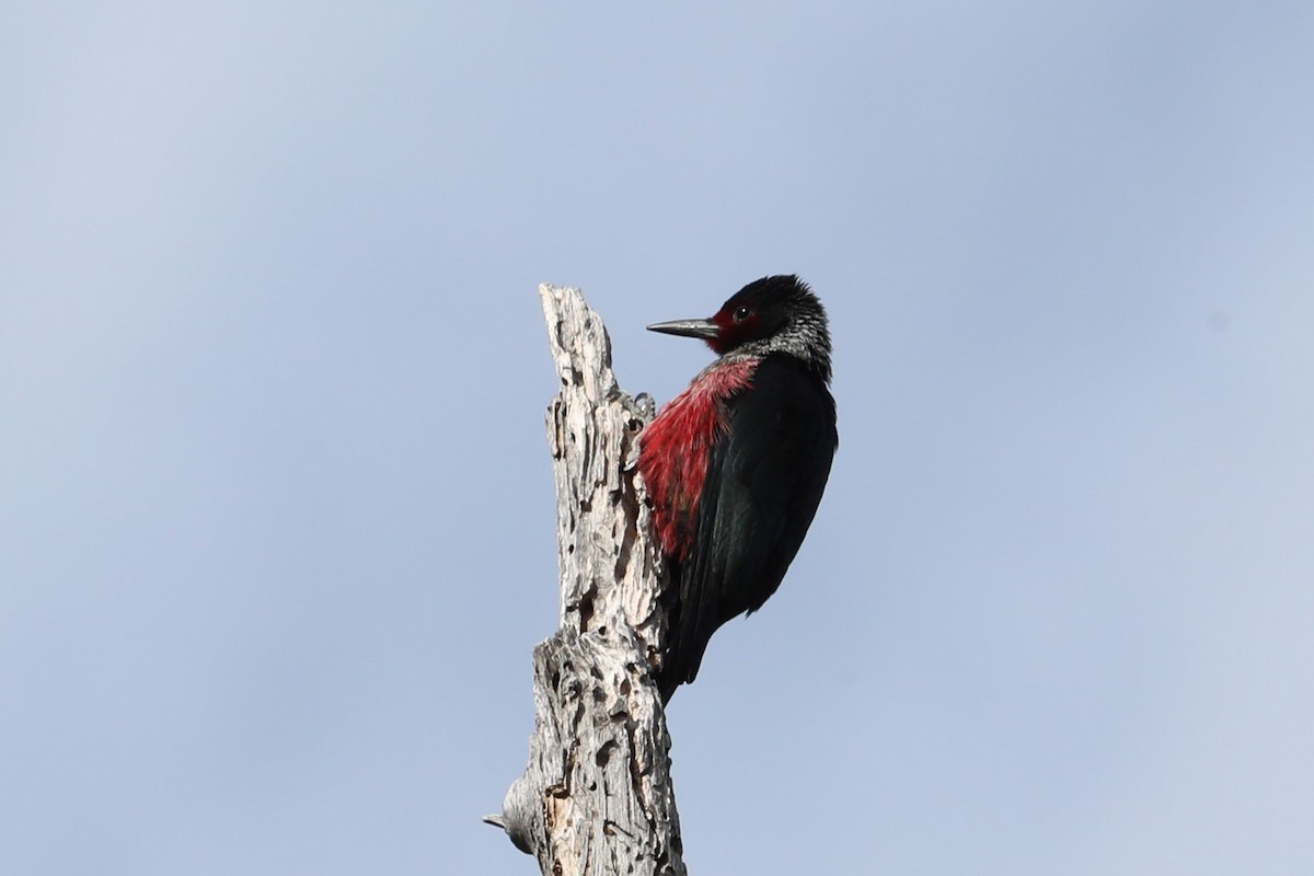 Lewis's Woodpecker - ML620852158