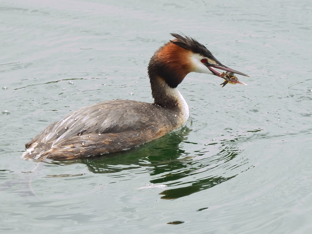 Great Crested Grebe - Colin Fisher