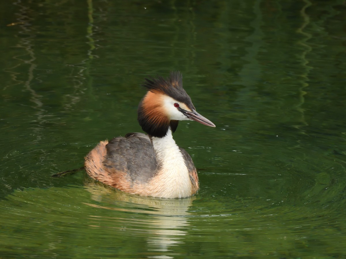 Great Crested Grebe - Colin Fisher