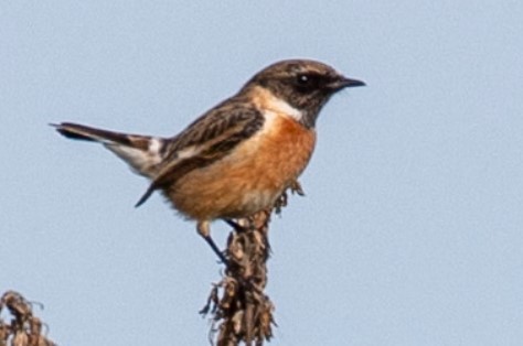 European Stonechat - ML620852177