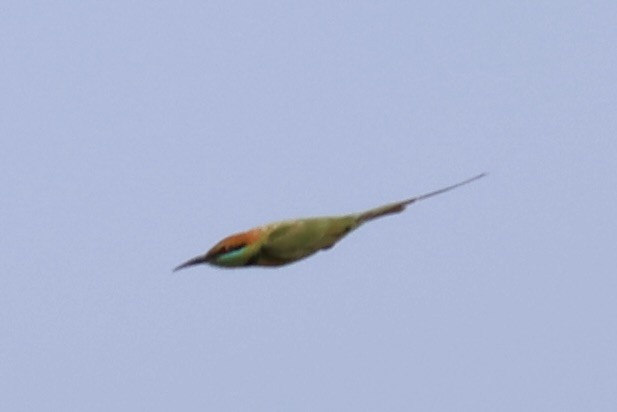 Asian Green Bee-eater - ML620852180