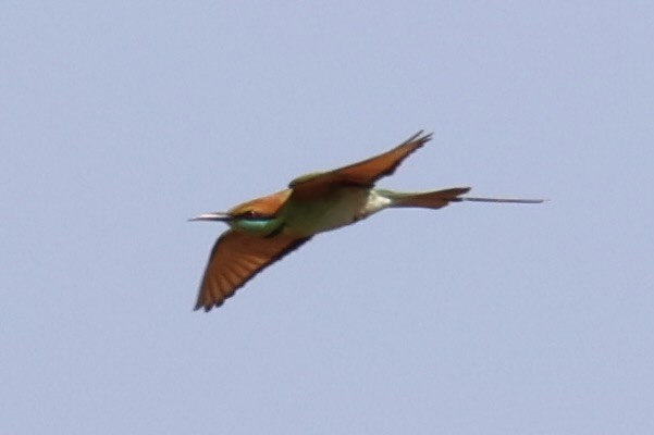 Asian Green Bee-eater - ML620852181
