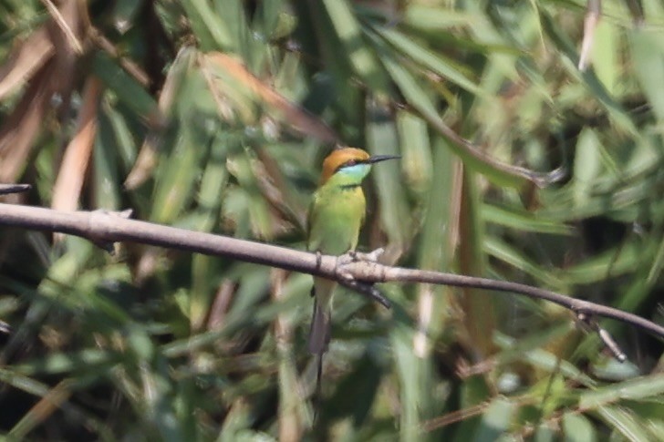 Asian Green Bee-eater - ML620852182