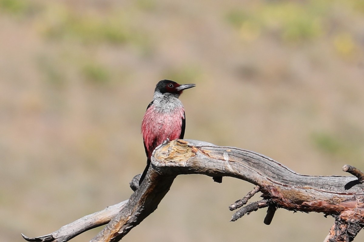 Lewis's Woodpecker - ML620852186