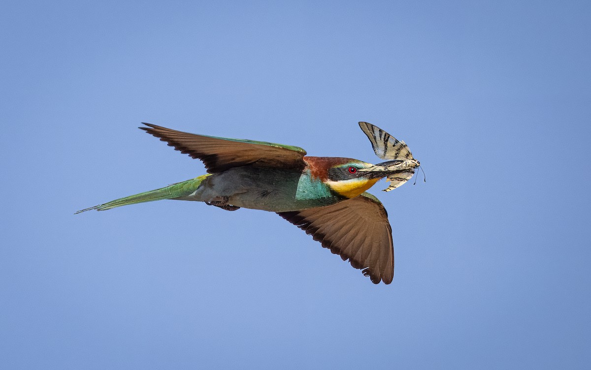 European Bee-eater - ML620852196