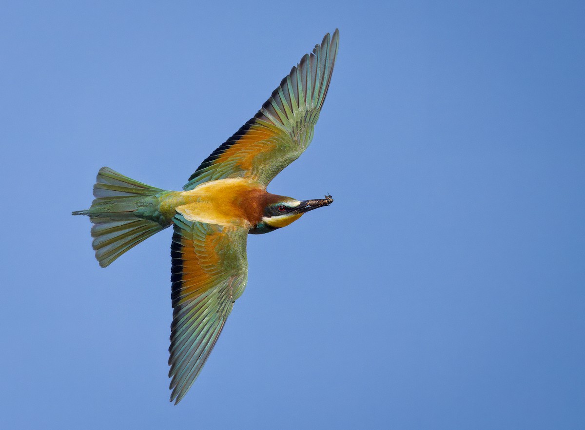 European Bee-eater - ML620852198