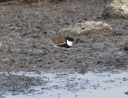Red-kneed Dotterel - ML620852216