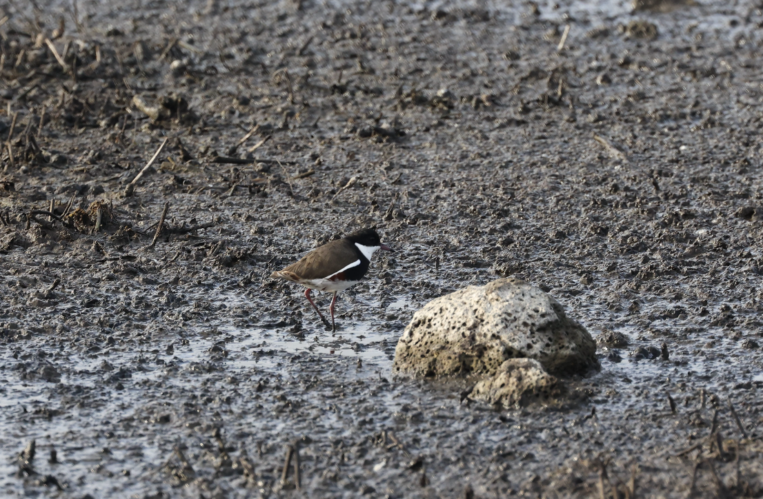 Red-kneed Dotterel - ML620852217