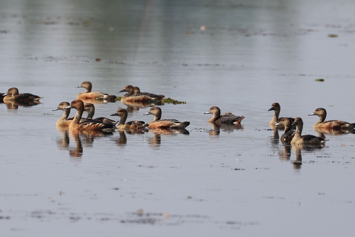 Fulvous Whistling-Duck - ML620852219