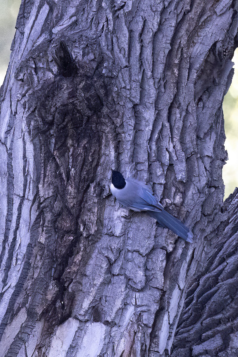 Azure-winged Magpie - ML620852260