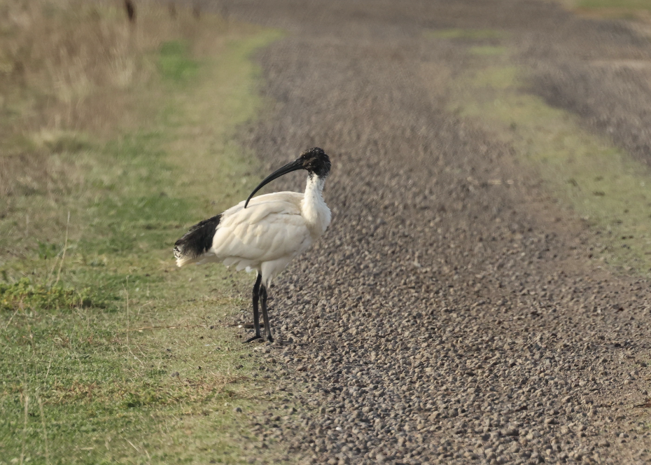 Australian Ibis - ML620852262