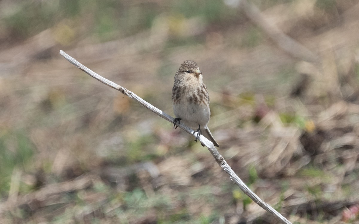 Pardillo Piquigualdo - ML620852279