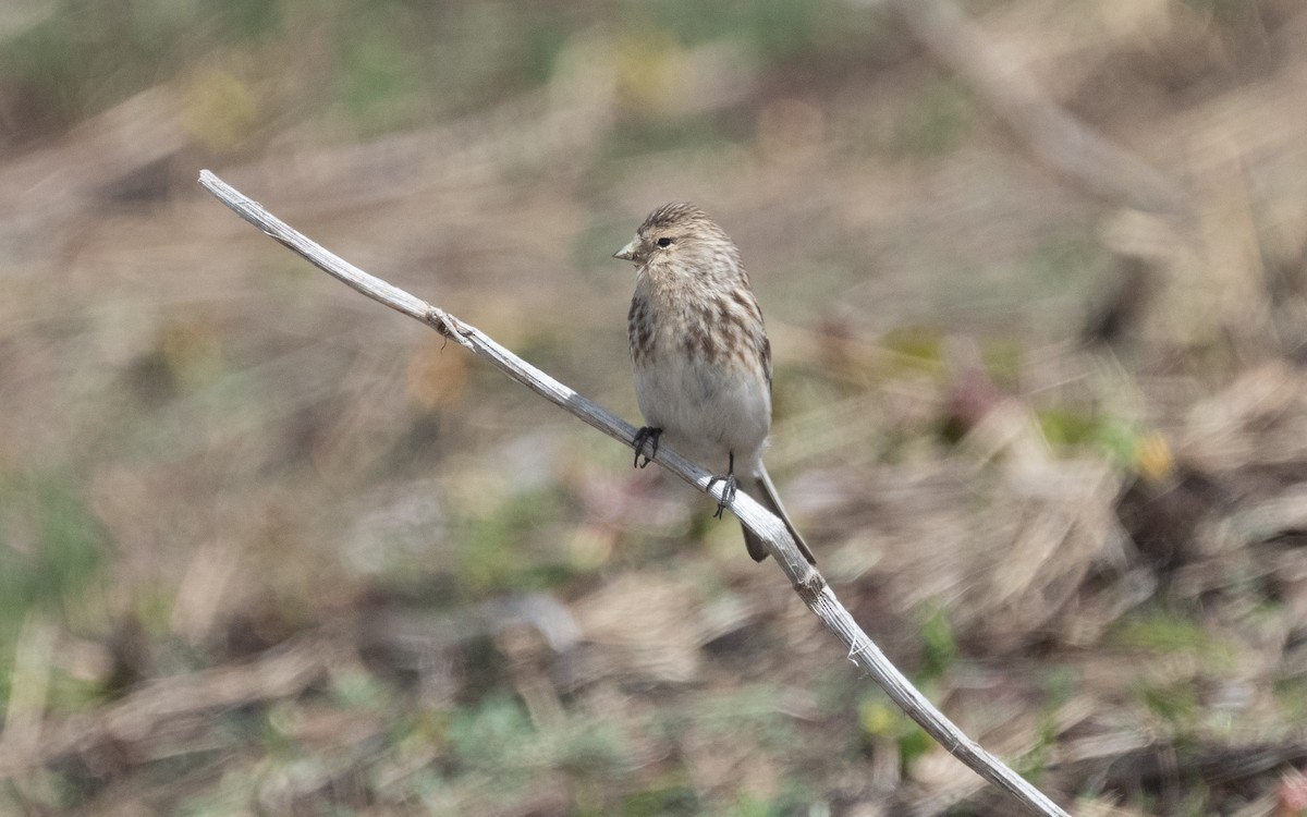 Linotte à bec jaune - ML620852280