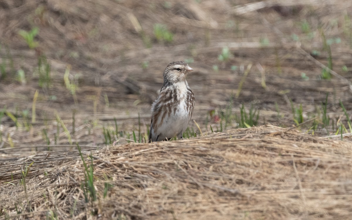 Pardillo Piquigualdo - ML620852284