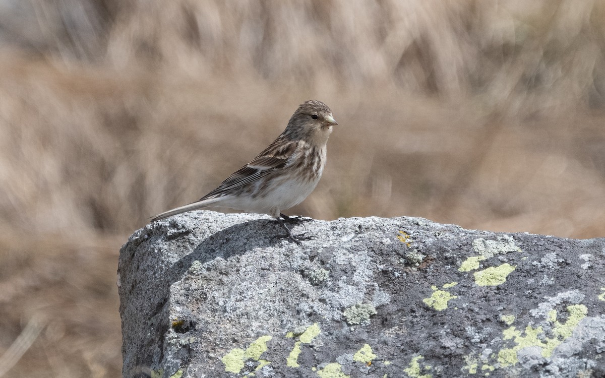 Pardillo Piquigualdo - ML620852285