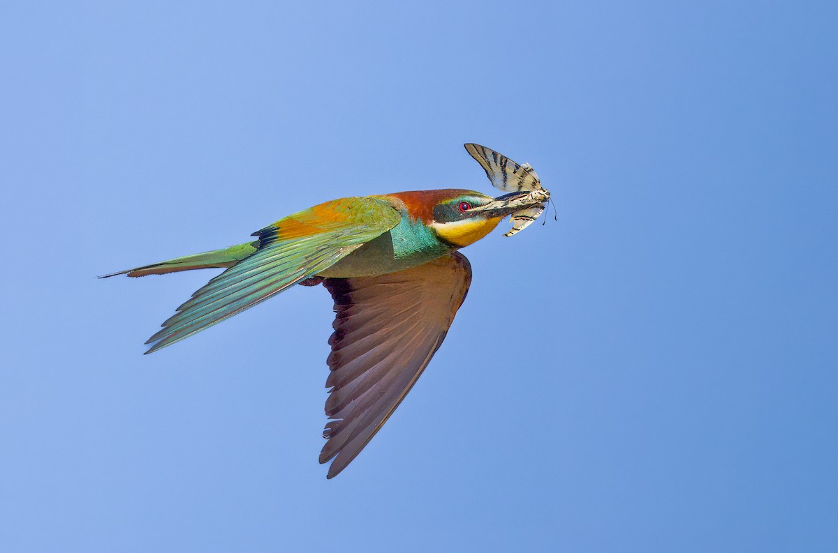 European Bee-eater - ML620852287