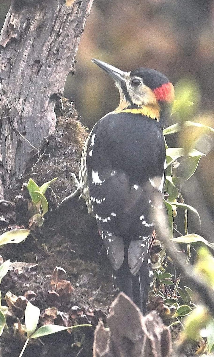 Darjeeling Woodpecker - ML620852288