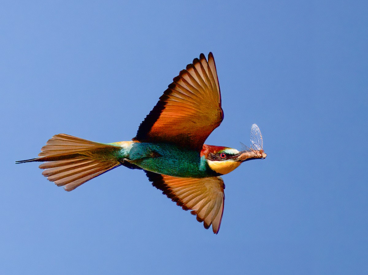 European Bee-eater - ML620852297
