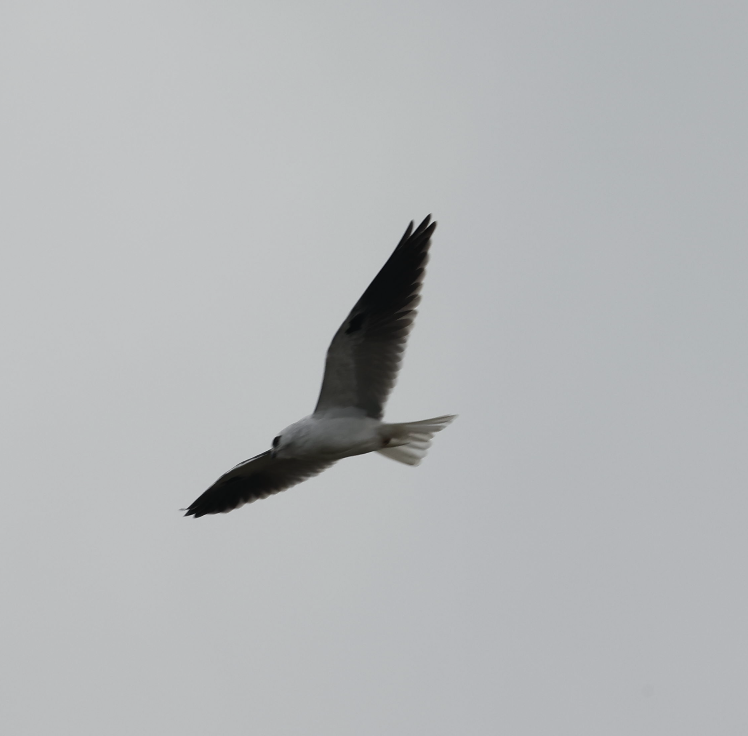 Black-shouldered Kite - ML620852303