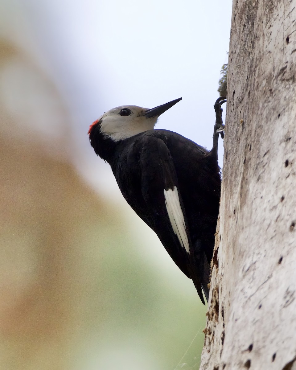White-headed Woodpecker - ML620852311