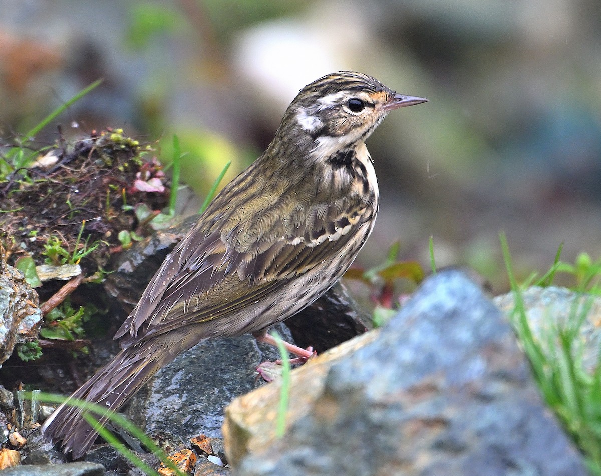 Olive-backed Pipit - ML620852313