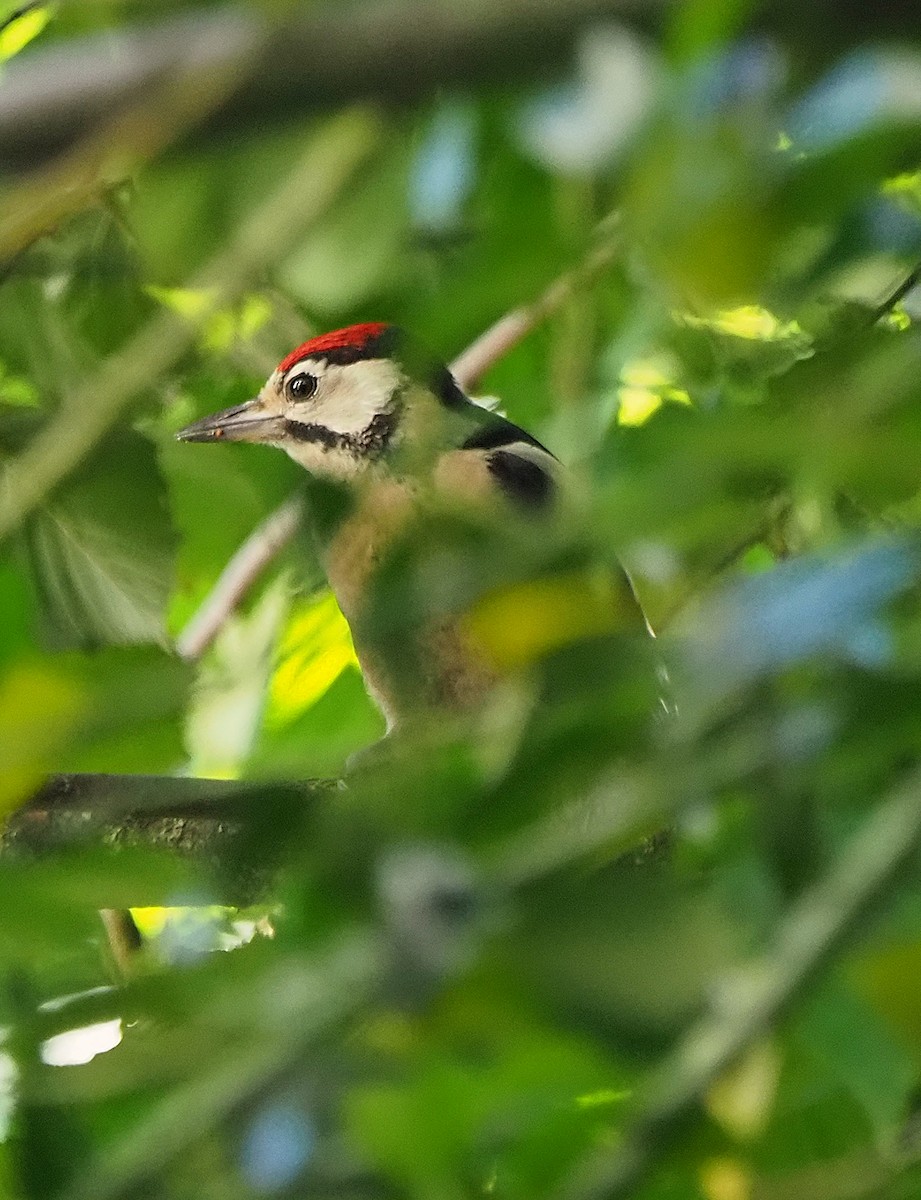 Great Spotted Woodpecker - ML620852325