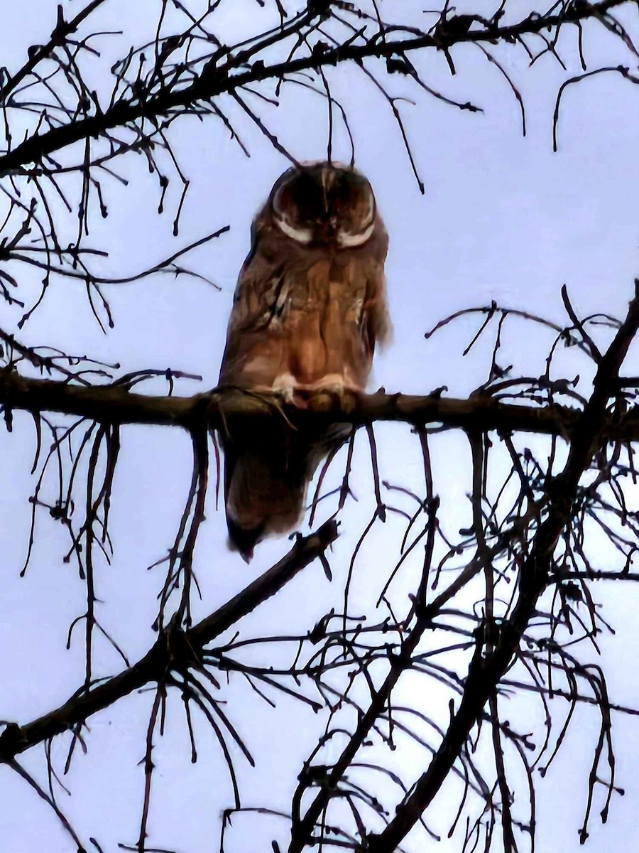 Long-eared Owl - ML620852340