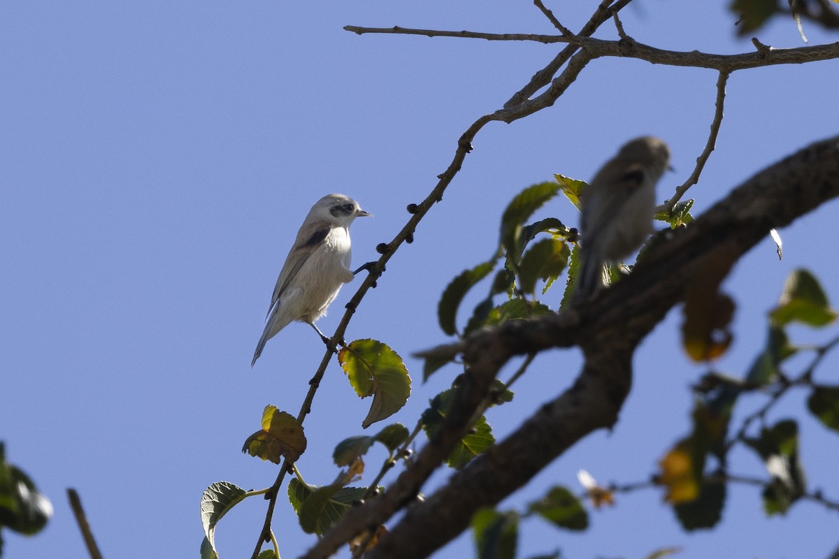 White-crowned Penduline-Tit - ML620852364