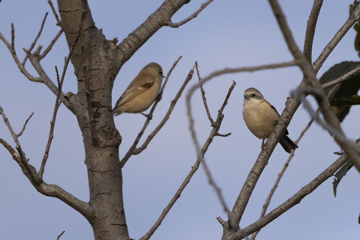 White-crowned Penduline-Tit - ML620852366