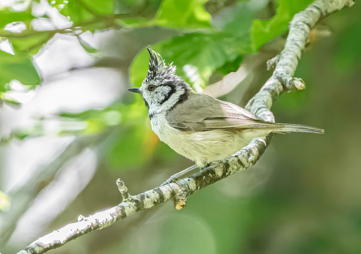 Crested Tit - ML620852372