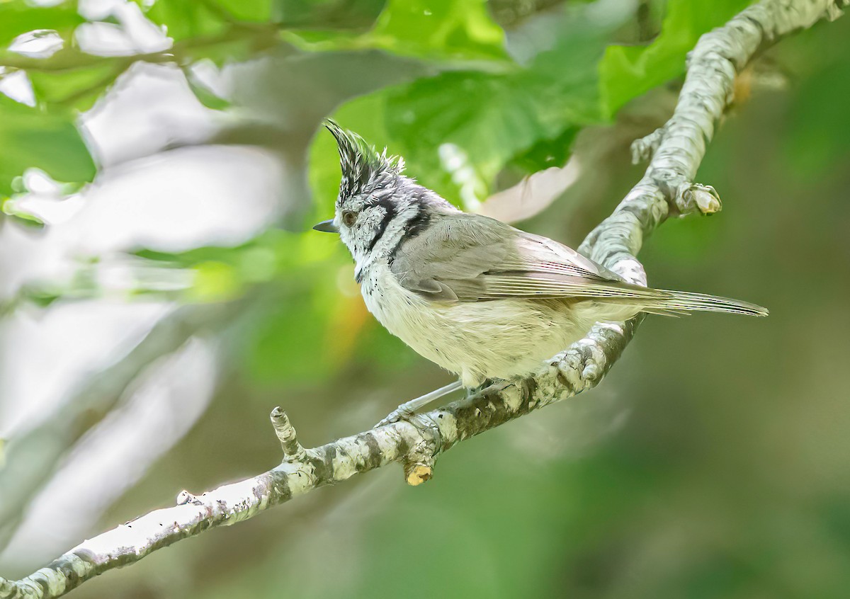 Crested Tit - ML620852373
