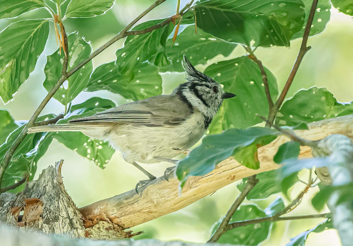 Crested Tit - ML620852375