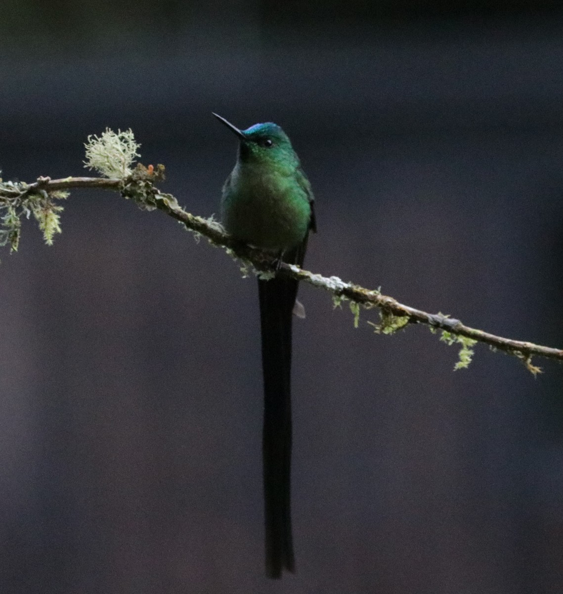 Long-tailed Sylph - ML620852427