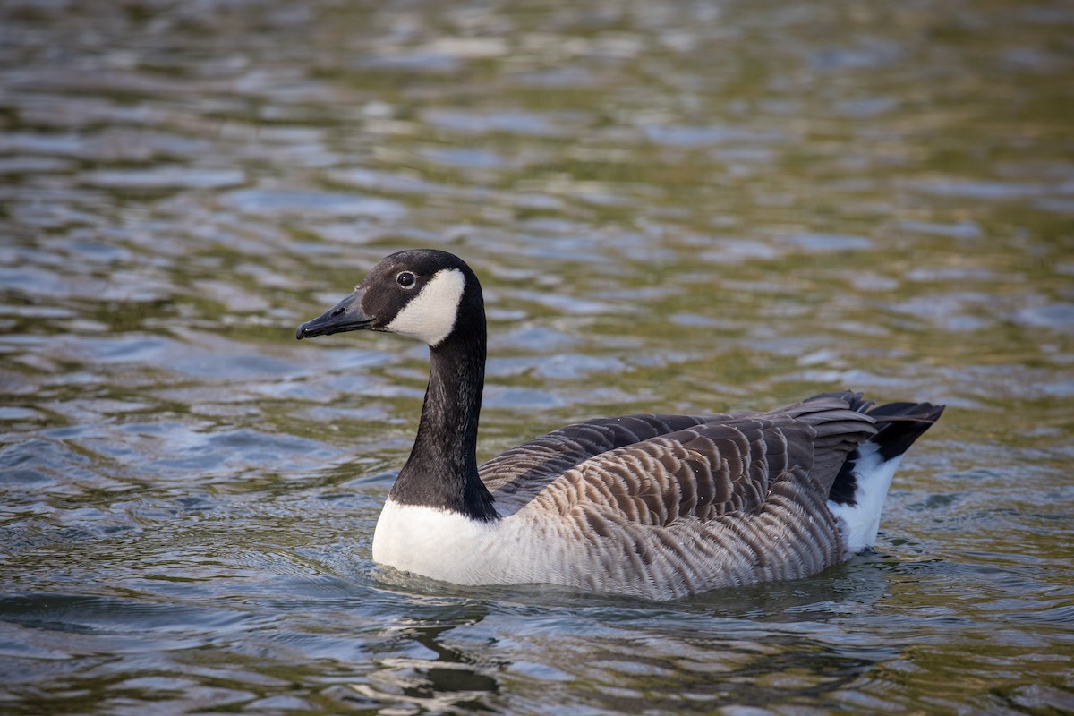 Канад галуу - ML620852442