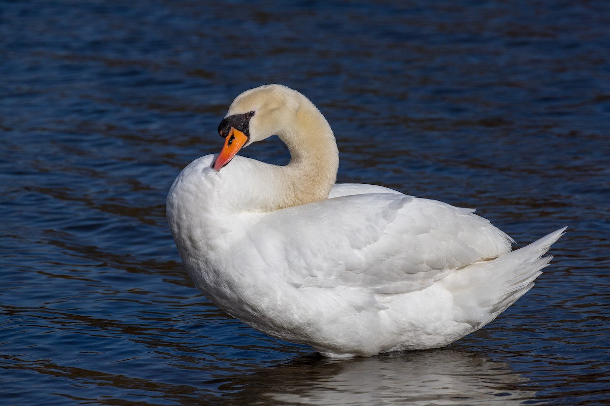 Хуруут хун - ML620852443