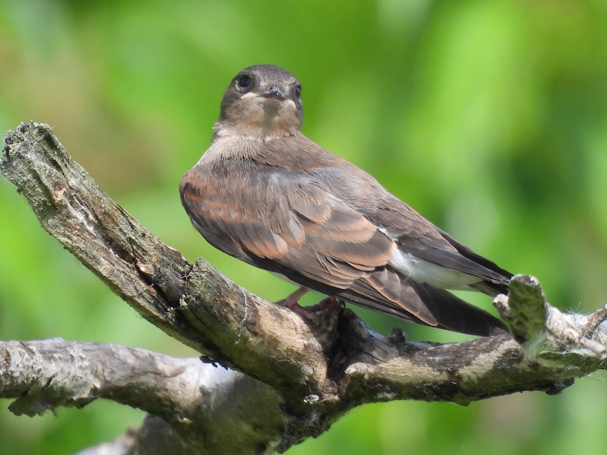 Northern Rough-winged Swallow - ML620852462