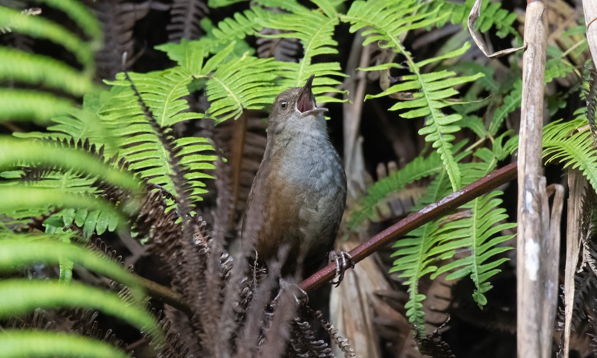 Long-tailed Bush Warbler - ML620852466