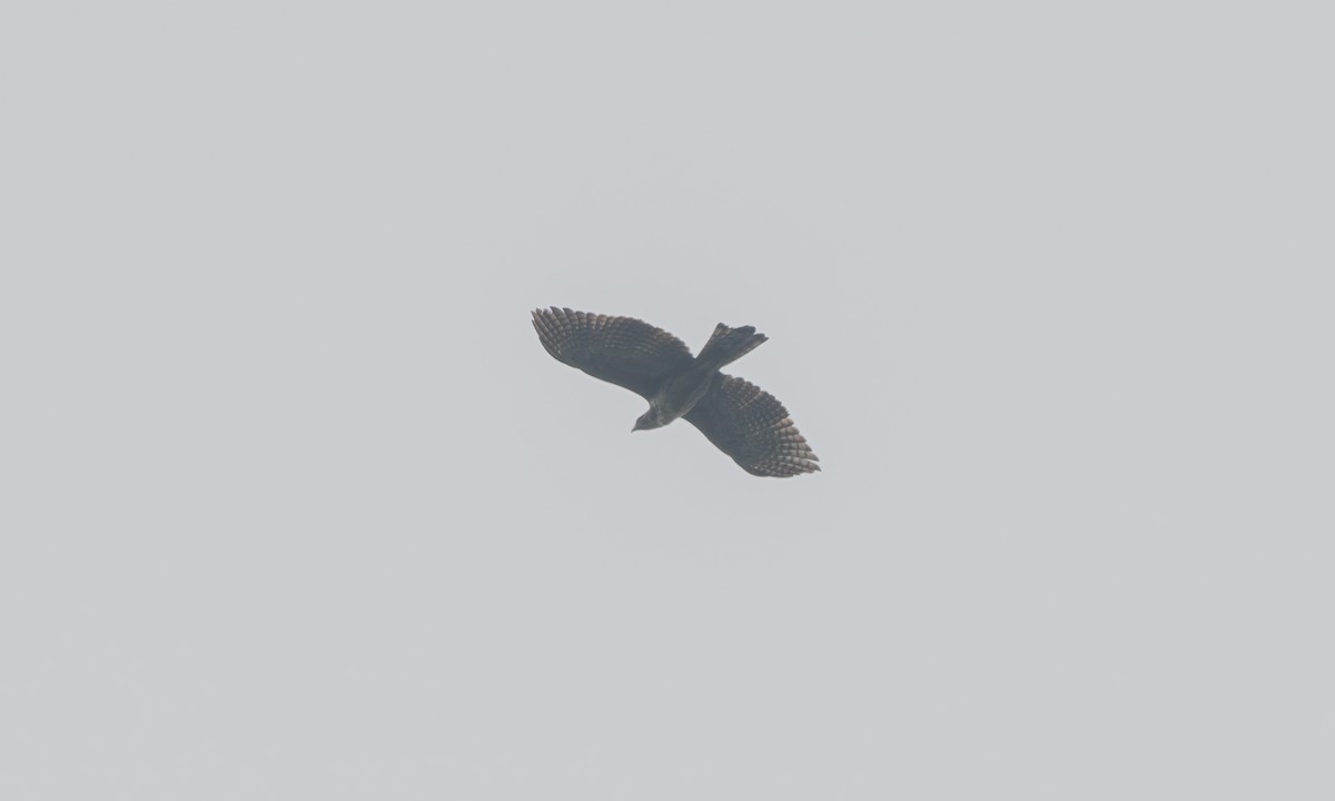 Philippine Hawk-Eagle - ML620852513