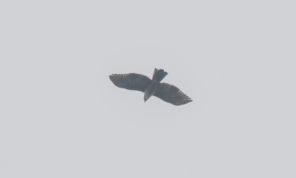 Philippine Hawk-Eagle - ML620852514