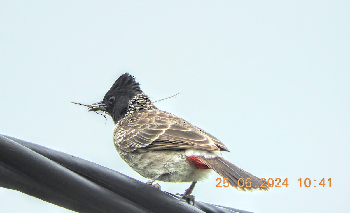 Red-vented Bulbul - ML620852545