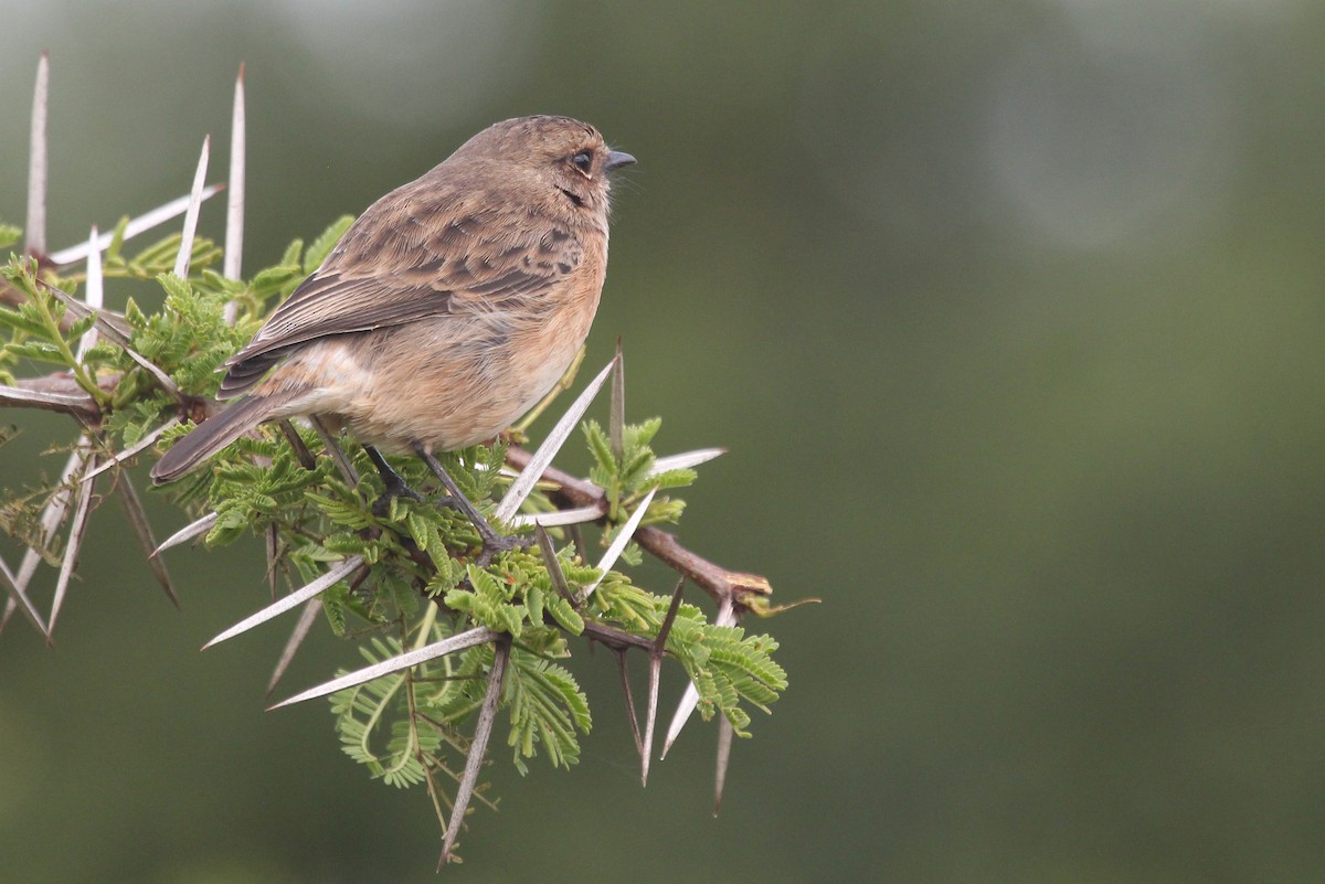 African Stonechat (African) - ML620852571